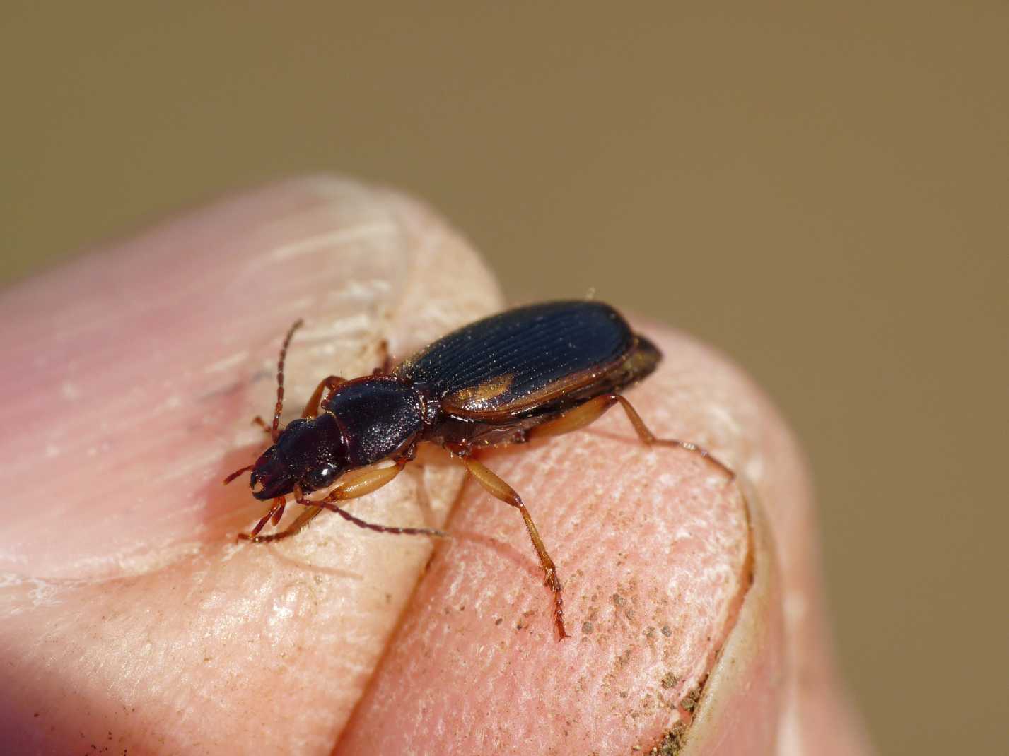 Piccolo carabide: Cymindis axillaris